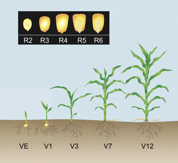 corn vegetative stages and kernel illustrations