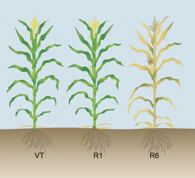 corn vegetative and reproductive stages illustration