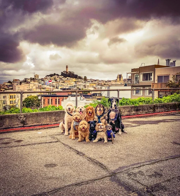 10 dogs of varying breeds line up in two rows. tallest in the back and smallest in the front. they pose on a cracked, cement street in front of a beautiful San Francisco view of buildings and moody clouds. every dog is smiling except for the Great Dane who seems to be eager to get back to his walk.