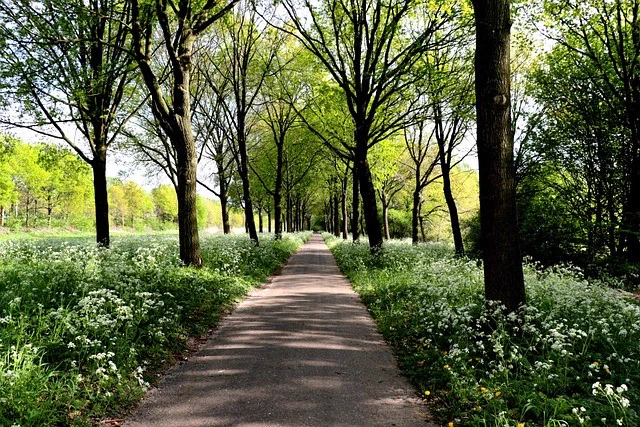 Lane bordered by trees and cow parsley