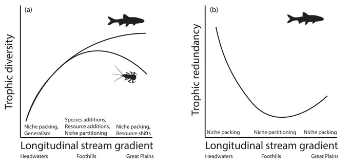 Processes potentially contributing to food web expansion and compression, and trophic redundancy associated with changes along longitudinal stream gradients. Panel a): changes in trophic diversity for fish and aquatic invertebrates (measured by total isotopic niche breadth). Panel b): changes to trophic redundancy within the fish community (as measured by isotopic niche overlap among species within a local community)