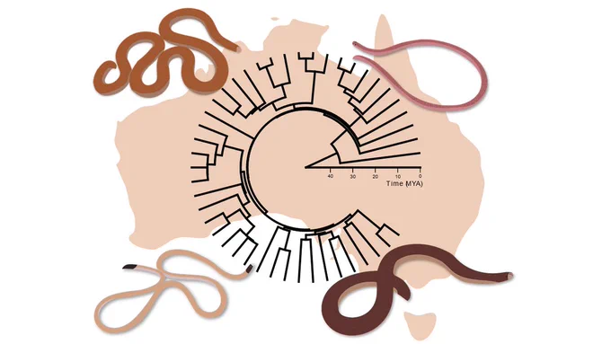 image of phylogeny and blindsnakes overlaid on a map of Australia