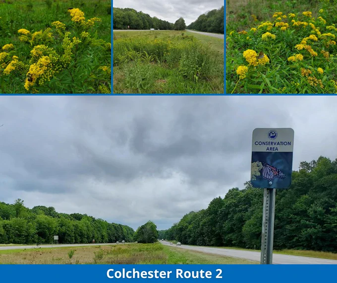 Collage of conservation area in Colchester with yellow flowers on the side of the highway. 