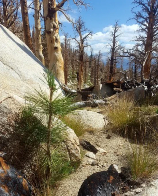 Jeffrey pine seedling in high severity patch of burned foxtail pine forest at 3100 m. No Jeffrey pine adults were visible within the fire perimeter or in the surrounding forest