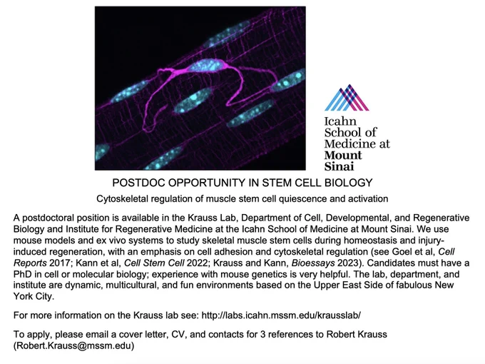 An open postdoc opportunity:

A postdoctoral position is available in the Krauss Lab, Department of Cell, Developmental, and Regenerative Biology and Institute for Regenerative Medicine at the Icahn School of Medicine at Mount Sinai. We use mouse models and ex vivo systems to study skeletal muscle stem cells during homeostasis and injury-induced regeneration, with an emphasis on cell adhesion and cytoskeletal regulation (see Goel et al, Cell Reports 2017; Kann et al, Cell Stem Cell 2022; Krauss and Kann, Bioessays 2023). Candidates must have a PhD in cell or molecular biology; experience with mouse genetics is very helpful. The lab, department, and institute are dynamic, multicultural, and fun environments based on the Upper East Side of fabulous New York City.

For more information on the Krauss lab see: http://labs.icahn.mssm.edu/krausslab/

To apply, please email a cover letter, CV, and contacts for 3 references to Robert Krauss (Robert.Krauss@mssm.edu)
