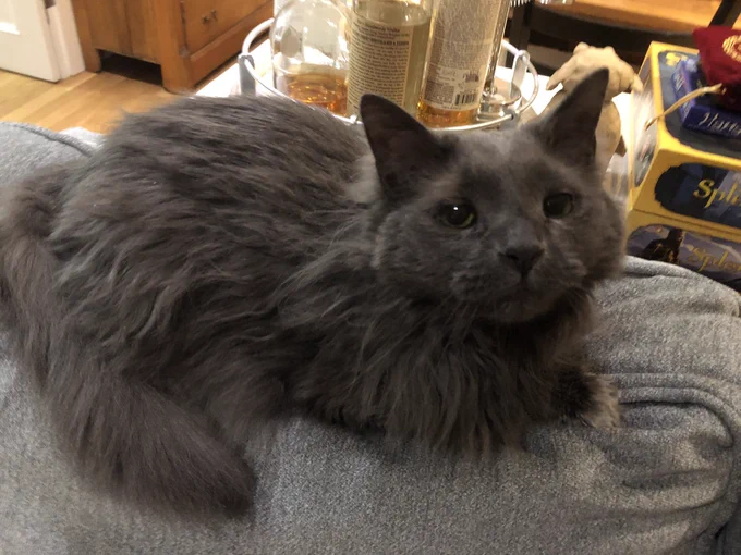A cat named Slappy Kevin.