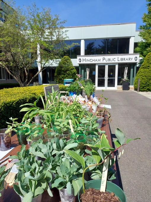 A table of plants outside the Hingham Public Library main entrance