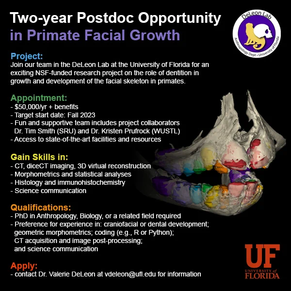 Brightly colored graphic image with details about a two-year postdoc opportunity in primate facial growth.  Contact Dr. Valerie DeLeon at the University of Florida for more details: vdeleon@ufl.edu.