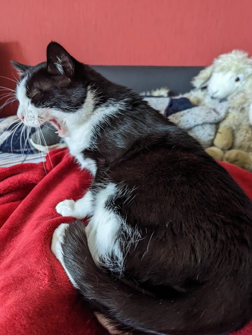Eine gähnende Katze, die sich gerade von den mit einer Decke bedeckten Beinen ihres Frauchens aufrappelt.