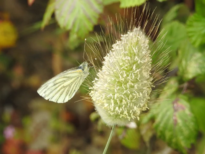 Hare's-tail (& Green-veined White)
