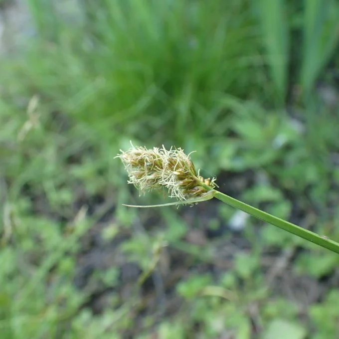 False Fox-sedge