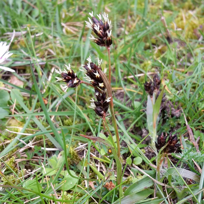 Field Wood-rush