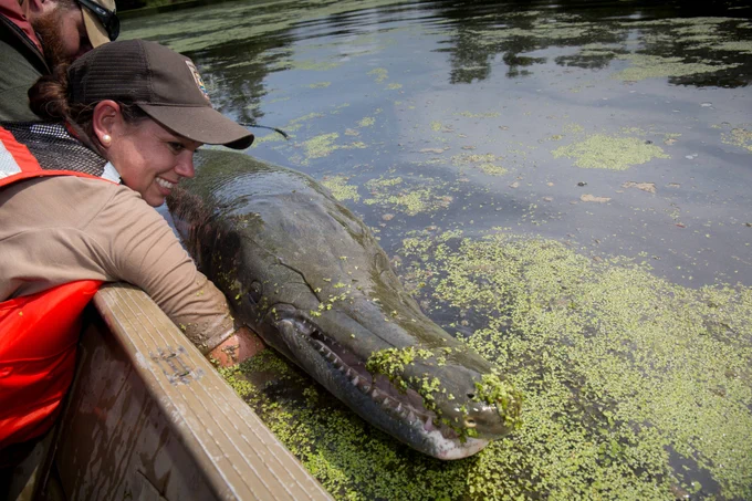 a woman in a hat in a boat holding a giant fish boat size that looks similar to an alligator with a reptilian head and lots of teeth