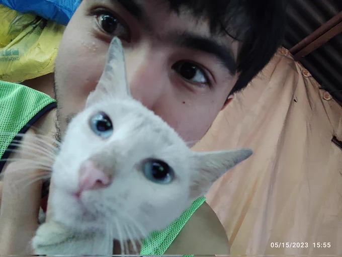 My last Photo of my Cat LILAC and last memory.
