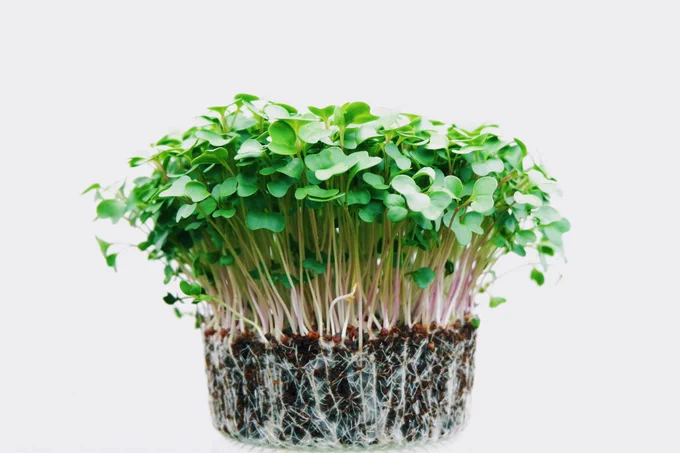 growing cress