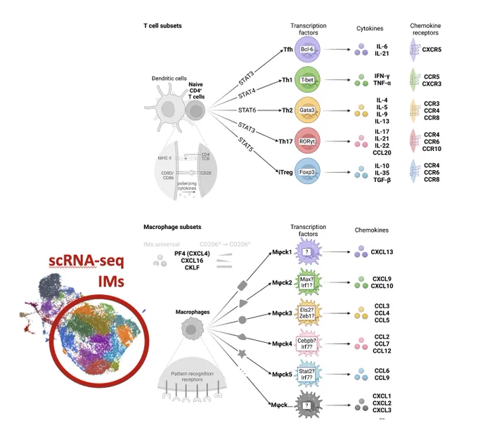 Chemokine expressing IM subsets