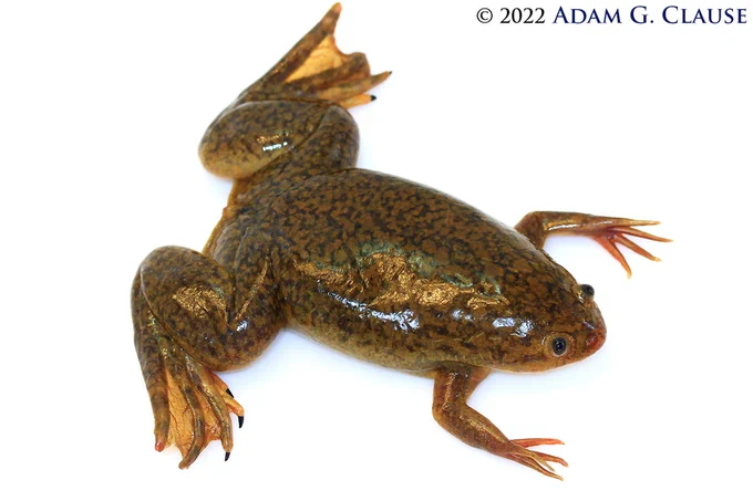 African clawed frog. A species commonly used in laboratory experiments