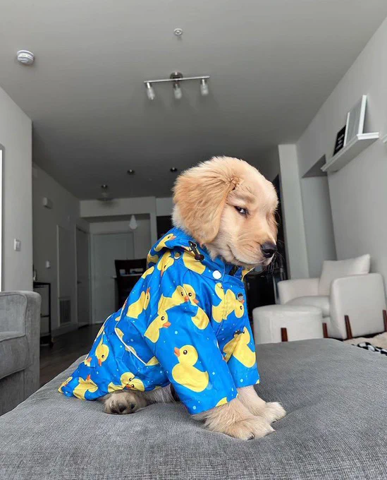 a golden retriever puppy sits on a gray ottoman in profile, casting the most ruthless side eye directly at you. the dog’s wearing an impeccable blue rain jacket with a hood, patterned all over with bright yellow rubber duckies. he’d like to remind you that no rain is necessary to have nice drip.
