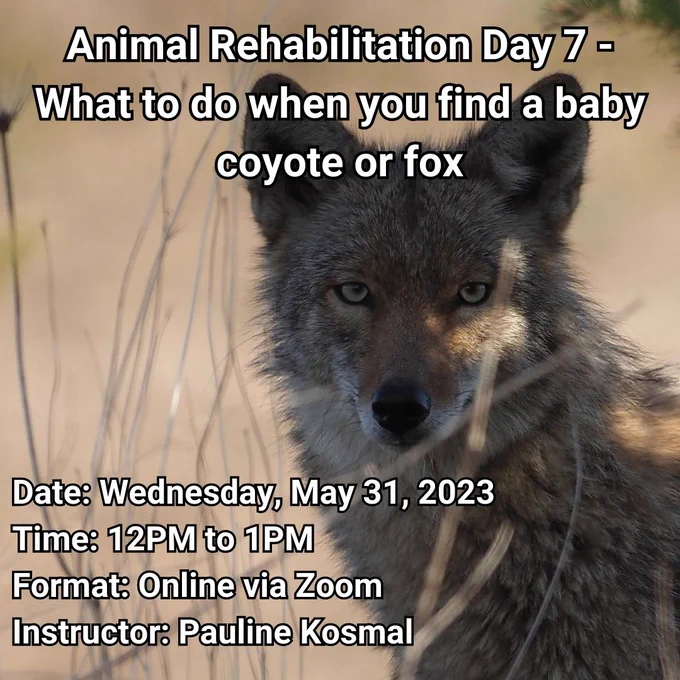 A photo of a Coyote. The text includes the event information.                                       