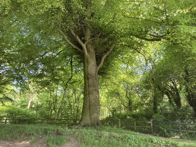 The most gorgeous tree that I see every day on the school run. It’s two trees that have grown together and has a tall trunk and a wide, lush green canopy of leaves at its top.