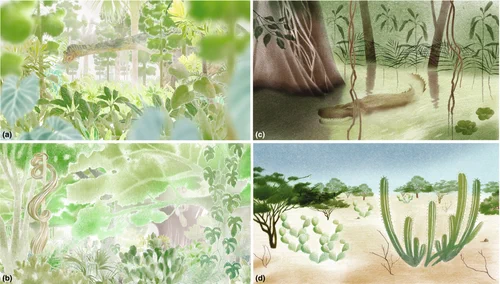 Schematic illustrations of several Neotropical biomes