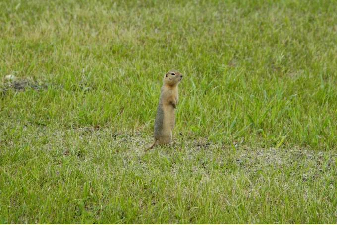 Prairie Dog, standing on alert in a grass field 