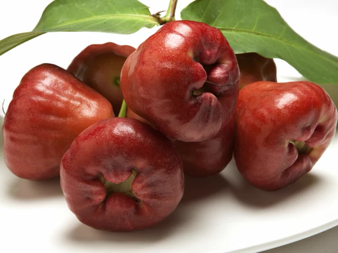 Rose apple_Image by gkgegk from Pixabay ~ Tweet Raju C Reddy