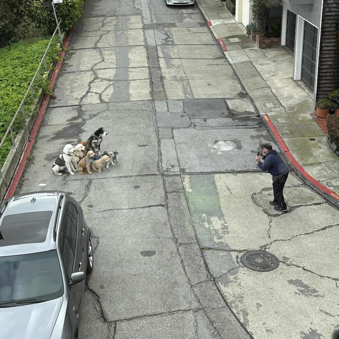 a photo of a street from an upper-floor window. a gaggle of 10 dogs of various sizes, shapes, and colors is clustered together on the left side of the photo, near a parked car. across the street, a person in a navy blue hoodie and a baseball cap leans down holding their camera to take a picture of the good boys and girls.