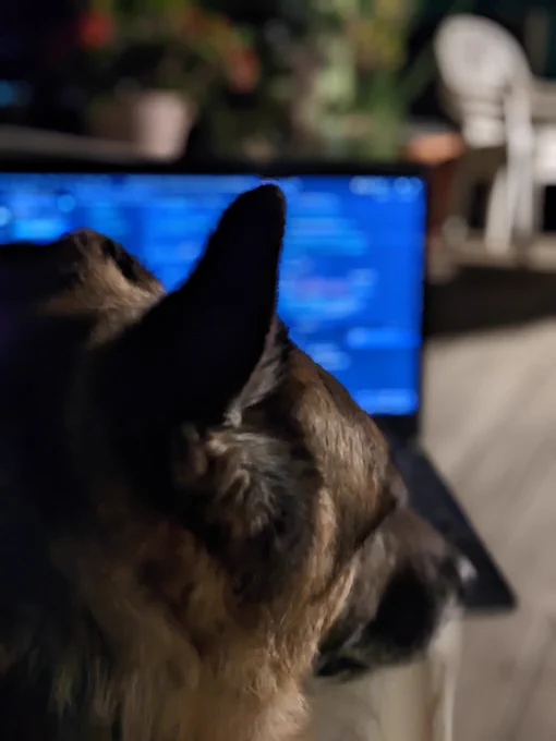 Belle, a senior German shepherd sitting in a deck chair in front of a laptop that is out of focus.

All she wants to do is spend her final days outdoor, contributing to #headlessWordPress