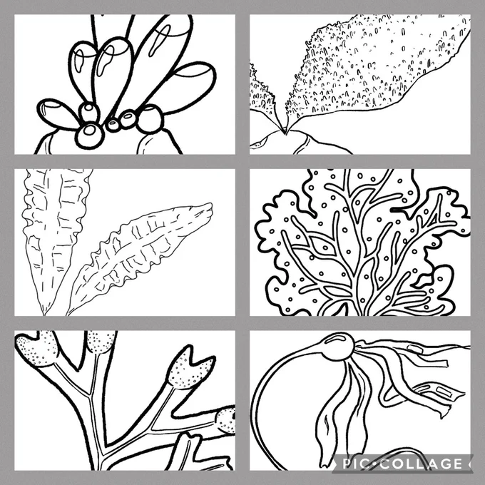 A collage of black-and-white line drawings of six seaweeds, snippets of a set of colouring book pages. There is Halosaccion glandiforme, Chondracanthus exasperatus, Saccharina latissima, Polyneura latissima, Fucus distichus, Nereocystis luetkeana