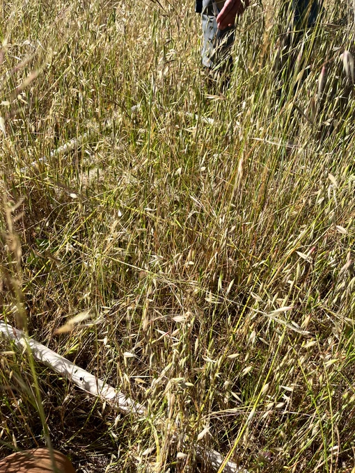 Quadrat in a California grassland
