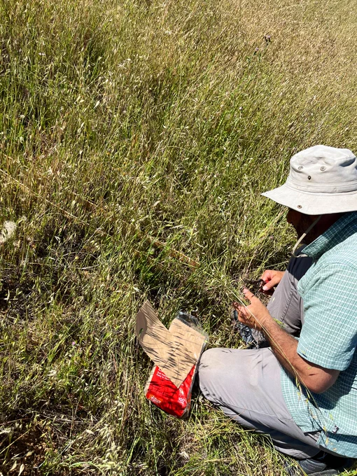 Lau collecting above ground grassland biomass