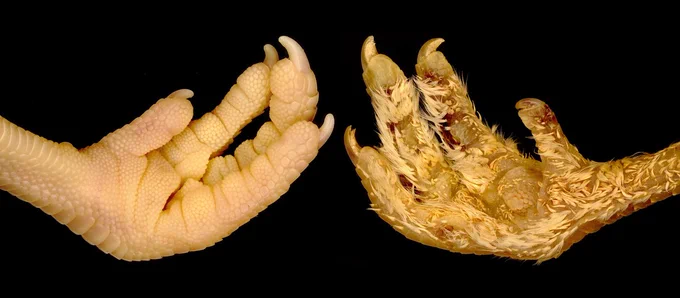 Experimentally-induced ectopic feathers on the chicken foot (right), compared to normal scale patterning (left). 