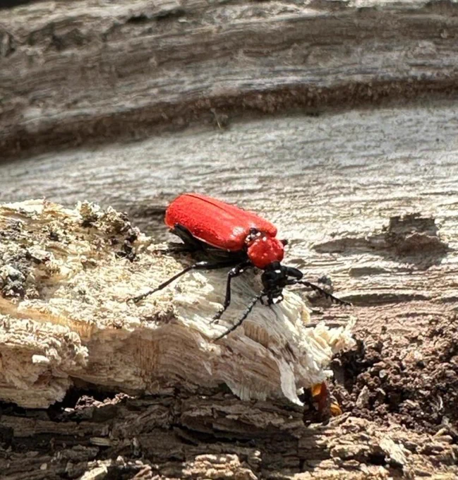 Black-headed Cardinal beetle (Pyrochroa coccinea) feeding on some deadwood