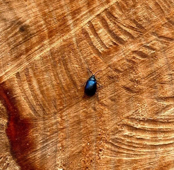 Alder leaf beetle (Agelastica alni)