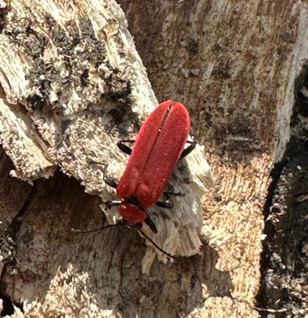 Black-headed Cardinal beetle (Pyrochroa coccinea) feeding on some deadwood