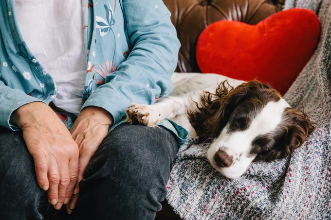 A brown and white Spaniel lies sleeping next to a person on a sofa. The dog has his paw on the persons knee. In the background is a red heart-shaped cushion