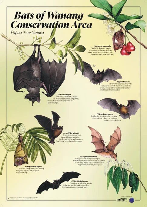 These posters have been translated into Tok Pisin and will soon be distributed to schools and communities surrounding the conservation areas. 

Thanks to Laura Montbel for bringing these bats to life through her illustrations, based on my field photos.