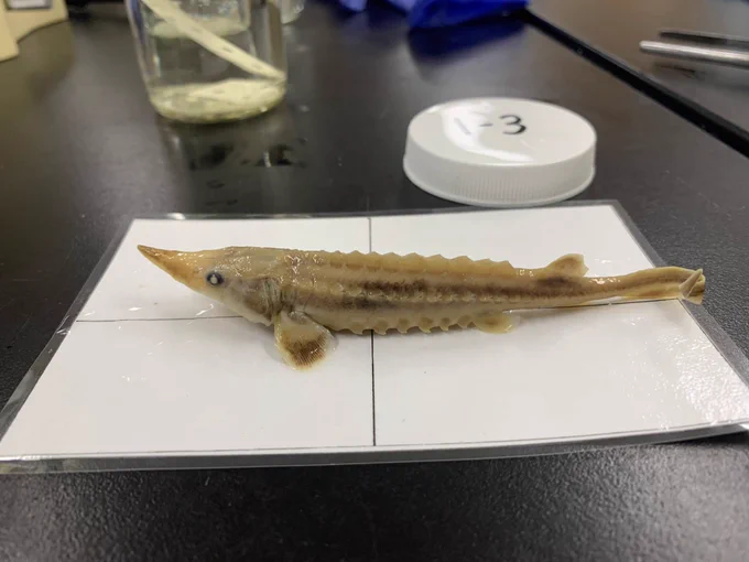 A preserved specimen of a juvenile Lake sturgeon used for identification on a lab bench.