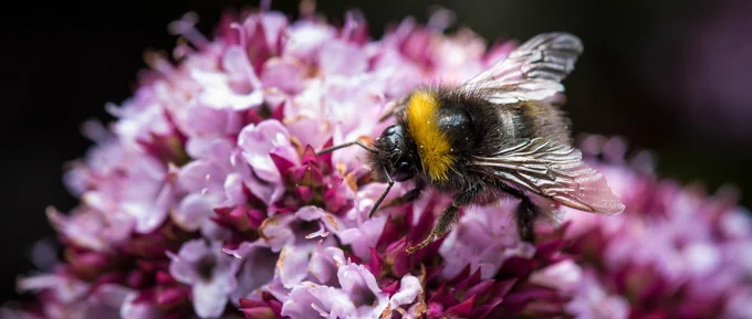 photo of a bee on a flower with many pink florets, against a black background. photo by Elliot Lowndes