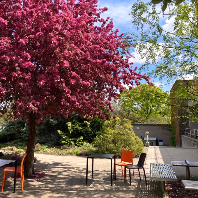 A tree with brightly coloured vivid pink blossom, surrounded by outdoor seating