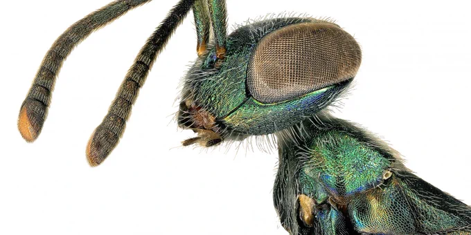The female eupelmid wasp (Metapelma sp.) relies on her elbow-like antennae to "sniff" out other insects in which to lay her eggs. Specimen length: 7 mm Photo: Lisa Gonzalez, 2020. © BioSCAN/Natural History Museums of Los Angeles County.