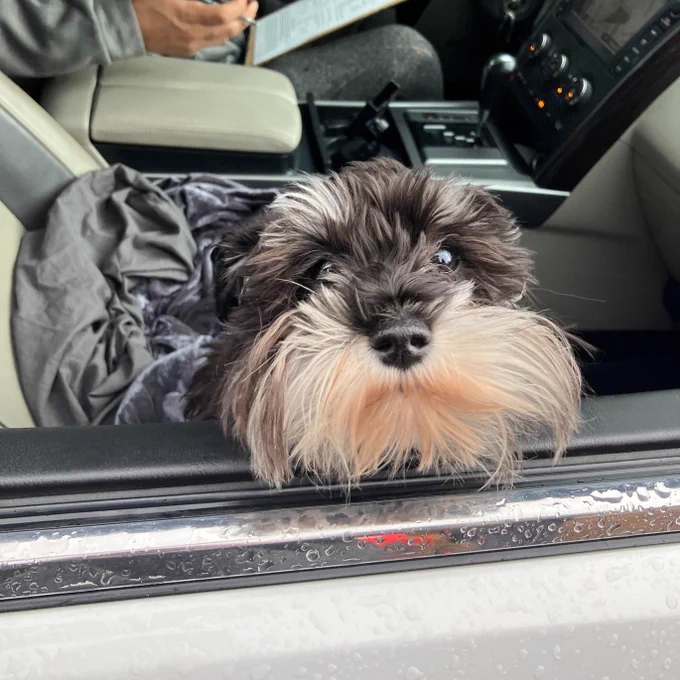 A schnauzer puppy in the passenger seat of a car leaning out the window to look at the camera.