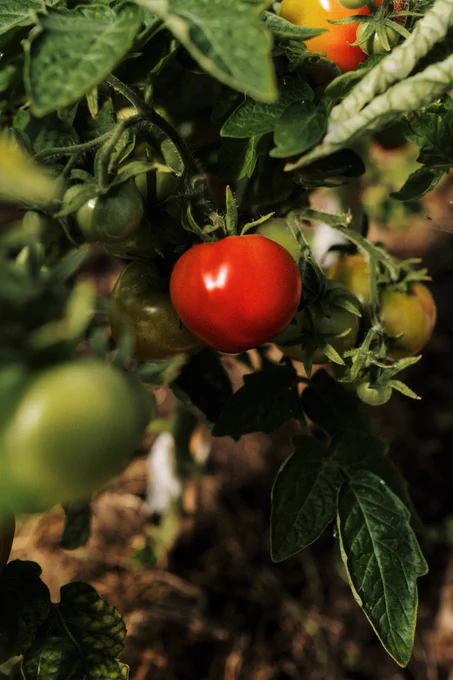Tomato plant with one ripe red tomato