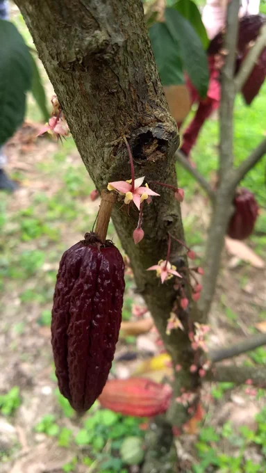 Cocoa Agroforestry in Colombia, #peacebuilding #climatemitigation #zerodeforestation