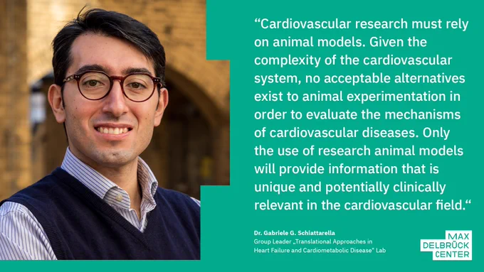 Graphic with a quote by Gabriele Schiattarella, the group leader of the "Translational Approaches in Heart Failure and Cardiometabolic Disease" Lab: "Cardiovascular research must rely on animal models. Given the complexity of the cardiovascular system, no acceptable alternatives exist to animal experimentation in order to evaluate the mechanisms of cardiovascular diseases. Only the use of research animal models will provide information that is unique and potentially clinically relevant in the cardiovascular field." Photo: Felix Petermann, Max Delbrück Center