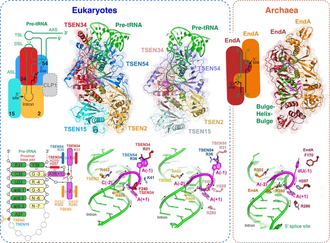 Note striking similarities in the splice site RNA conformations. 

https://www.nature.com/articles/s41594-023-00995-9

https://www.nature.com/articles/s41594-023-00991-z

https://www.nature.com/articles/s41594-023-00992-y

https://doi.org/10.1016/j.molcel.2023.03.015