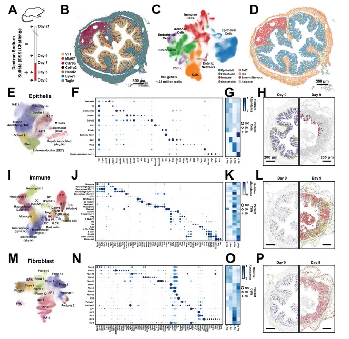 Figure 1: Cellular remodeling in a mouse colitis model from "Charting the cellular biogeography in colitis reveals fibroblast trajectories and coordinated spatial remodeling". Cadinu et al (2023).