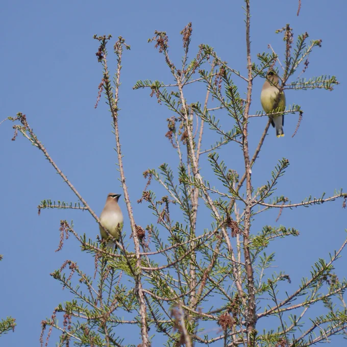 Two Cedar Waxwings perch in a Bald Cypress