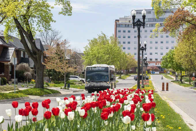 Route 1 bus on Queen Street with red and white tulips in the foreground